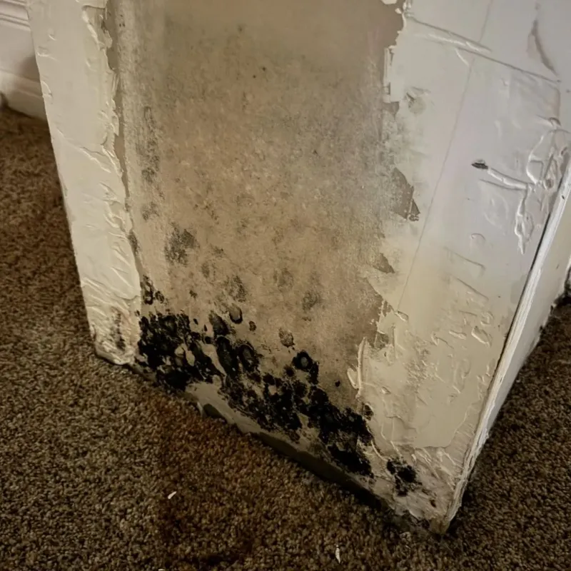Professional Mold Removal in Blue Springs, MO